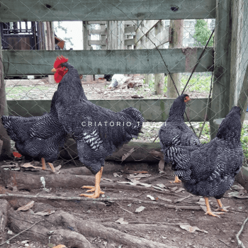 Ovos Galados de Plymouth Rock Barrado Linhagem Thompson Raça Pura - Dúzia