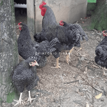 Ovos Galados de Plymouth Rock Barrado Linhagem Thompson Raça Pura - Dúzia