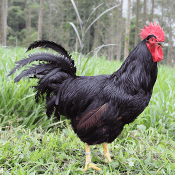 Ovos Galados Rhode Island Red a Dúzia - Raça Pura