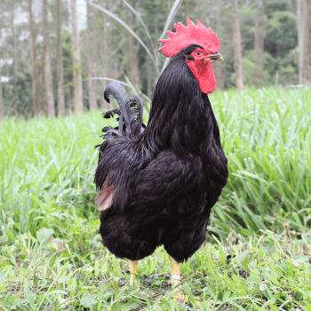 Pintinhos de Raça Pura Rhode Island Red