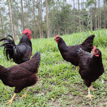 Pintinhos de Raça Pura Rhode Island Red